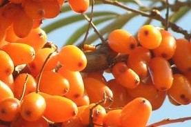Sea Buckthorn Powder